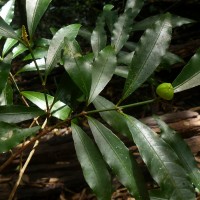 Excoecaria oppositifolia Griff.